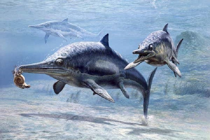 Ngoài Fiona, các nhà nghiên cứu còn tìm thấy 23 mẫu vật mới khác trong chuyến thám hiểm, biến sông băng Tyndall thành nghĩa địa chứa nhiều hóa thạch thằn lằn cá nhất thế giới.