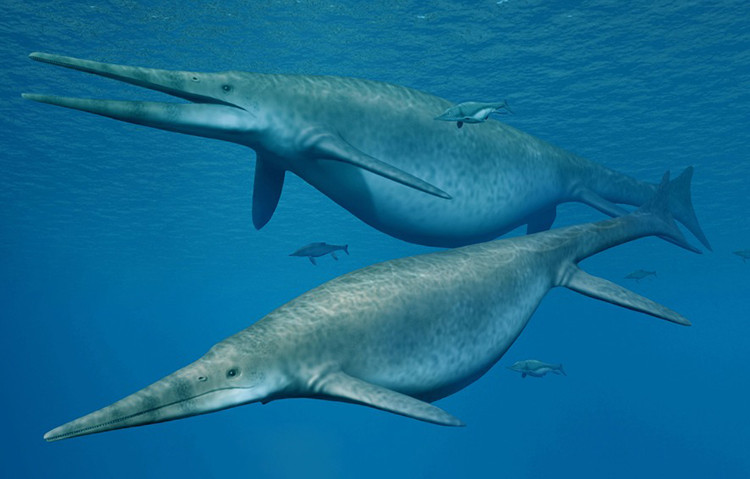 Với chiều dài 4 m và nhiều con non trong bụng, hóa thạch sẽ cung cấp nhiều thông tin về loài vật như đặc điểm sinh học của quá trình phát triển phôi thai hoặc căn bệnh ảnh hưởng tới Fiona.