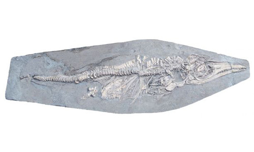 Đây là con thằn lằn cá mang thai duy nhất được ghi nhận và khai quật từ thời Valanginian-Hauterivian đầu kỷ Phấn Trắng (129-139 triệu năm trước).