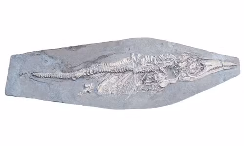 Đây là con thằn lằn cá mang thai duy nhất được ghi nhận và khai quật từ thời Valanginian-Hauterivian đầu kỷ Phấn Trắng (129-139 triệu năm trước).