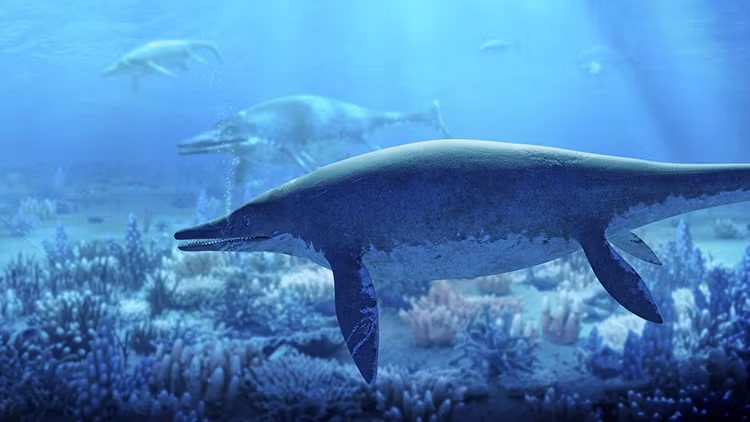 Để khai quật Fiona, Lomax và cộng sự xây dựng một nhà kho phía trên khu đất ngăn gió mạnh, mưa và tuyết. Họ cũng cần thiết bị chuyên dụng để đào qua lớp đá cứng. Lớp đá ở rìa đá cứng đến mức không thể khai quật bằng búa và đục. Nhóm nghiên cứu phải cắt, khoan và phá vỡ từng khối đá bằng kim cương và dụng cụ khác.