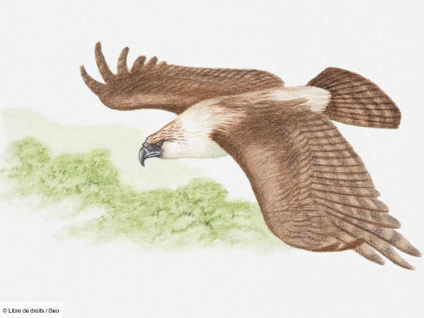 Các nhà nghiên cứu tin rằng Dynatoaetus gaffae có thể đã săn lùng con non hoặc những cá thể nhỏ và ốm yếu của những loài này. Con mồi của chúng có thể lớn bằng chuột túi xám phương Tây (Macropus fuliginosus) cao 1,3 m ngày nay.