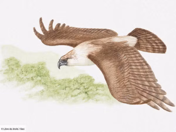 Các nhà nghiên cứu tin rằng Dynatoaetus gaffae có thể đã săn lùng con non hoặc những cá thể nhỏ và ốm yếu của những loài này. Con mồi của chúng có thể lớn bằng chuột túi xám phương Tây (Macropus fuliginosus) cao 1,3 m ngày nay.