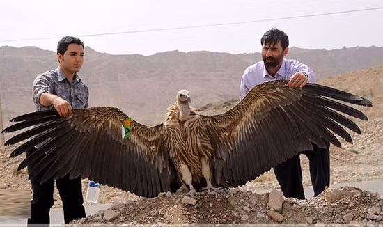 Thần ưng Andes có cân nặng tới 15 kg và cao đến 1,2 mét với chiều dọc theo sải cánh khổng lồ là 3 mét giúp cho chúng có khả năng bay rất tốt. Chúng có tuổi thọ chừng 75 năm và tốc độ sinh sản chậm chạp, chính vì vậy, loài chim này đang đứng trước nguy cơ bị tuyệt chủng.