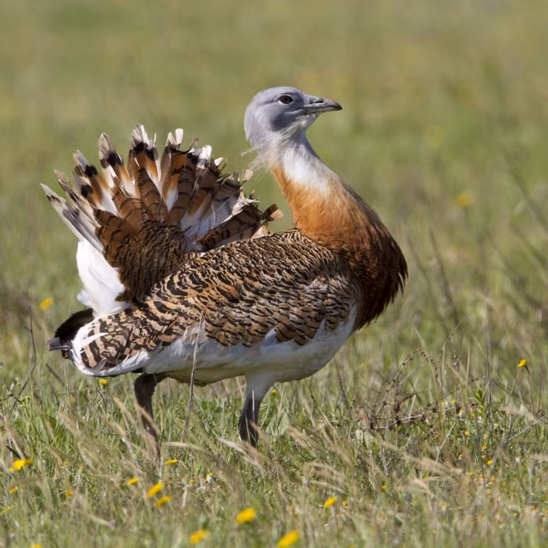5. Chim Ô tác Kori là một loài chim có nguồn gốc từ châu Phi và Úc. Chim Ô tác Kori có trọng lượng lên tới 20 kg. Chúng được xếp vào trong danh sách những loài chim biết bay lớn nhất thế giới.