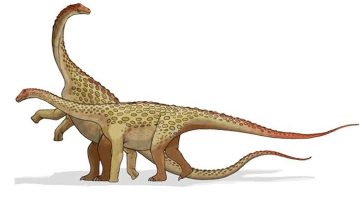 Các nhà khoa học cần nghiên cứu thêm để đưa ra kết luận chắc chắn, nhưng phát hiện bất ngờ về trứng trong trứng cho thấy hiện tượng kỳ lạ này không chỉ có ở chim. Phát hiện mới cũng chỉ ra, khủng long chân thằn lằn có nhiều điểm chung với chim và cá sấu hơn là các loài bò sát không phải Archosauria, trở thành "tài nguyên vàng" trong nghiên cứu sinh học tiến hóa.