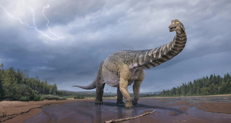 Các loài bò sát như rùa biển đẻ trứng sau khi chúng rơi xuống từ dạ con, có thể lên tới hàng trăm quả chỉ trong một lần. Ngược lại, những con chim đẻ trứng theo kiểu lần lượt từng quả có thể tạo ra những quả trứng kép khác thường.