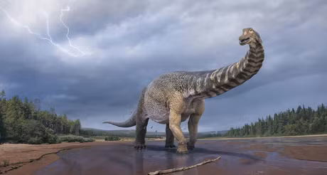 Các loài bò sát như rùa biển đẻ trứng sau khi chúng rơi xuống từ dạ con, có thể lên tới hàng trăm quả chỉ trong một lần. Ngược lại, những con chim đẻ trứng theo kiểu lần lượt từng quả có thể tạo ra những quả trứng kép khác thường.