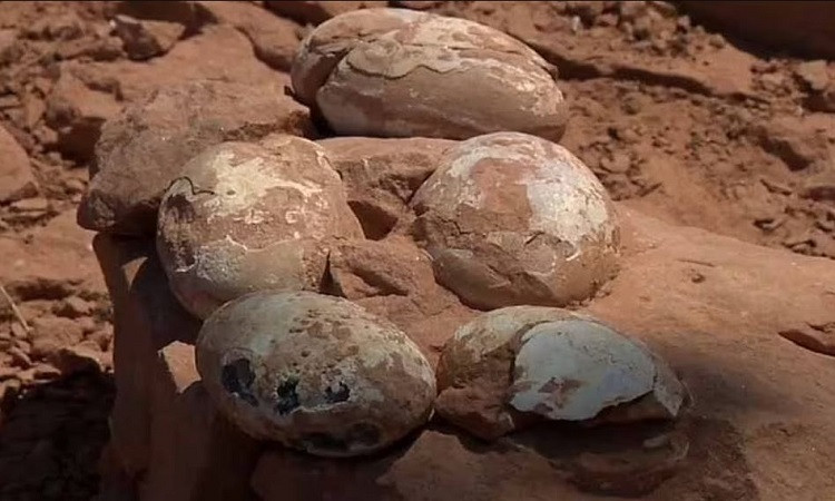 Cá sấu có dạ con chuyên biệt và phân đoạn tương tự chim nhưng lại tuân theo phương pháp của động vật bò sát - đẻ tất cả trứng trong cùng một lần.