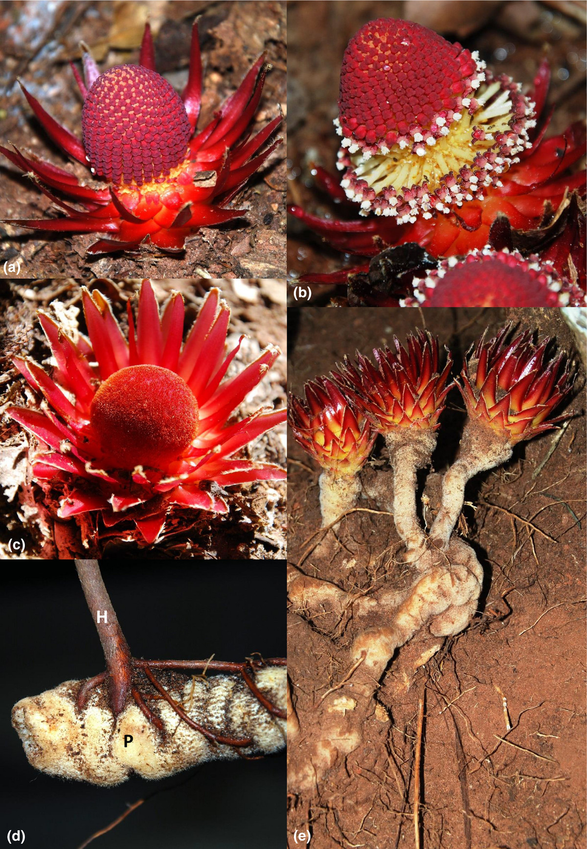 Trong nghiên cứu mới nhất xuất bản trên tạp chí Plants, People, Planet, các nhà khoa học từ đại học Oxford cho biết đã xác định được bốn loài trong chi này bao gồm: L. hypogaea Mart, L. malagasica, L. papees Geesink và L. heterotepala.