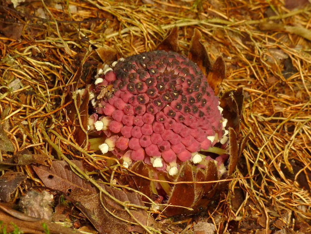 Các chùm hoa có vảy, thường có màu sắc rực rỡ của chúng mọc ra từ các nhánh mọc ngầm dưới đất trên nền rừng, và chúng có bề ngoài giống các sinh vật biển sâu hơn là thực vật có hoa.