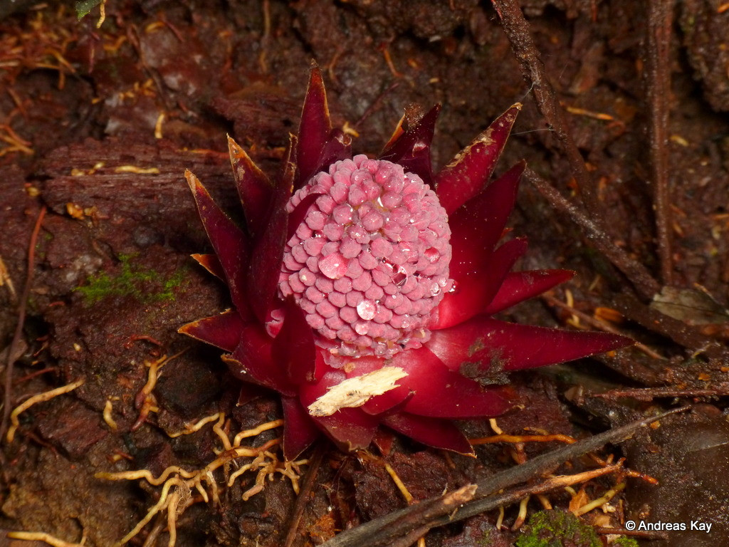 Tuy nhiên, sự sống của cả 4 loài Langsdorffia đều đang bị đe dọa do dần mất đi môi trường sống.