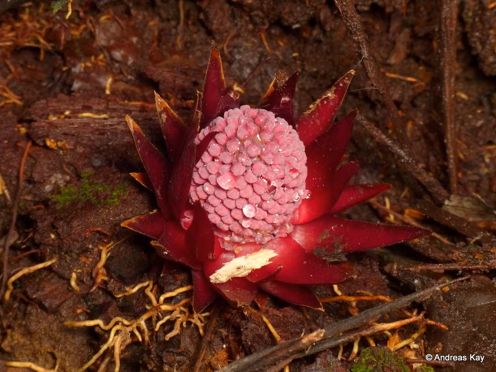 Tuy nhiên, sự sống của cả 4 loài Langsdorffia đều đang bị đe dọa do dần mất đi môi trường sống.