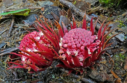 Loài thực vật “ma cà rồng” này phát tán hạt giống bằng cách tiết mật hoa có mùi thơm để thu hút các sinh vật thụ phấn như kiến, ruồi, ong, bướm đêm, chim hay bọ cánh cứng.