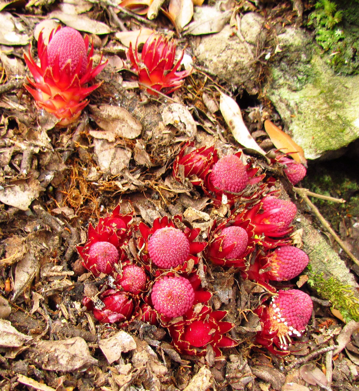 Sự khan hiếm, bản chất khó nắm bắt của loài thực vật này thúc đẩy các nhà khoa học đến khám phá nhiều hơn.