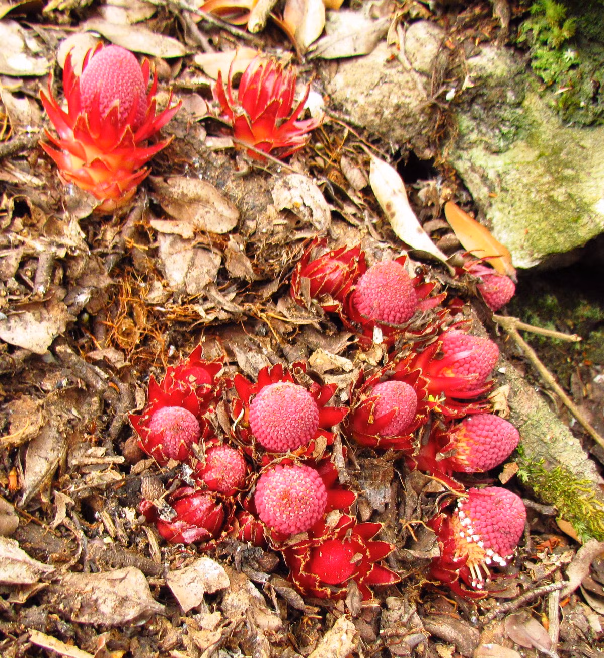 Sự khan hiếm, bản chất khó nắm bắt của loài thực vật này thúc đẩy các nhà khoa học đến khám phá nhiều hơn.