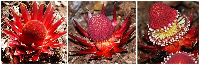 Chúng chủ yếu sinh sống trong các rừng mưa ở Madagascar, Papua New Guinew và vùng Trung - Nam Mỹ.