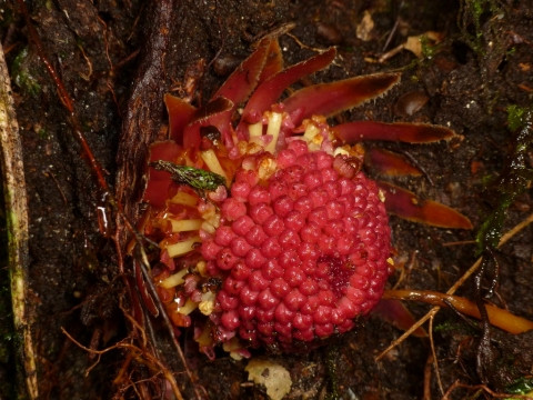 Cấu trúc của Langsdorffia chỉ có hai phần chính là củ và hoa. Chúng dùng rễ mút đâm sâu xuống lòng đất và gắn vào rễ cây vật chủ để hút toàn bộ chất dinh dưỡng cần thiết.