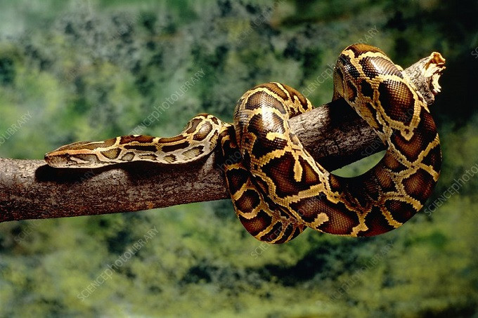 Thông qua phát hiện, các nhà khoa học cho rằng trăn có thể dịch chuyển vị trí thông khí ở phổi trong lúc trườn, chuyển khu vực chúng dùng để thở tới nơi không bị ảnh hưởng bởi chuyển động.