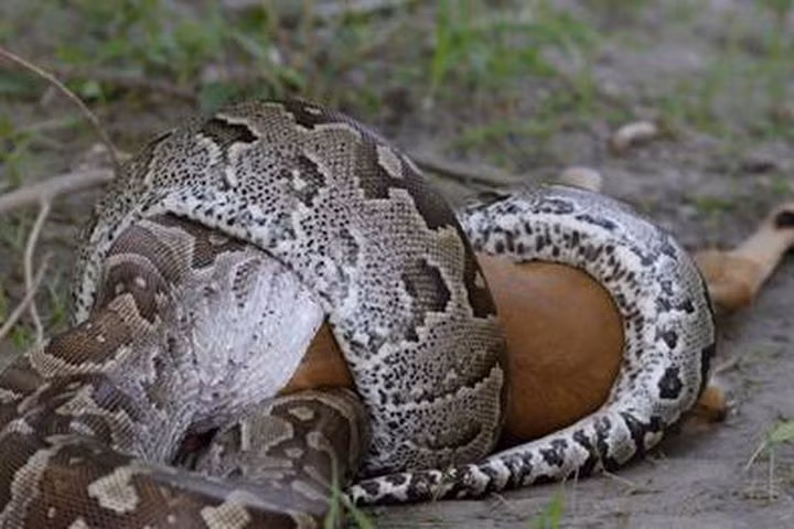 Trước đây, giới nghiên cứu chưa rõ trăn siết mồi tránh ngạt thở bằng cách nào khi giết và ăn con mồi. Nghiên cứu mới nhất đã phát hiện chúng dựa hoàn toàn vào chuyển động của xương sườn.