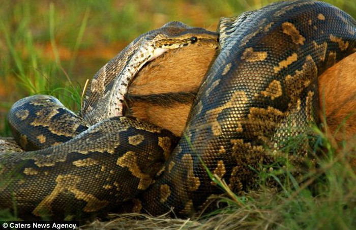 Đặc điểm trên chắc chắn liên quan tới tổ tiên xa xưa của trăn. Tổ tiên của mọi động vật có màng ối bao gồm trăn rắn, thằn lằn, động vật có vú, chim, cá sấu và rùa dựa hoàn toàn vào xương sườn để thở.