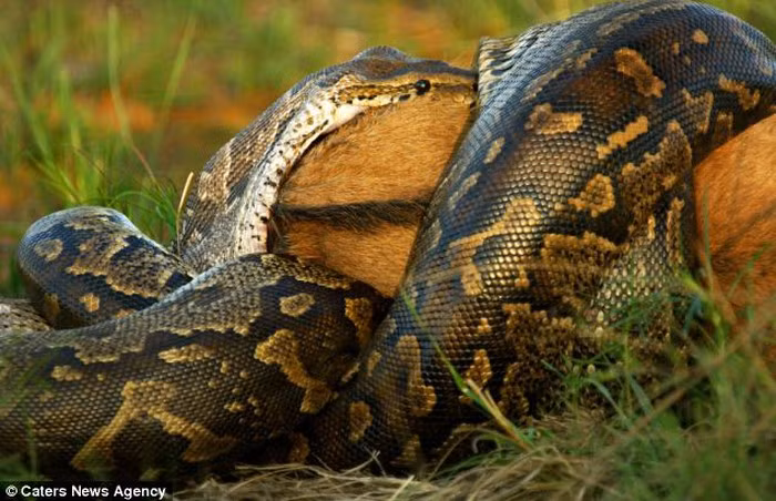 Đặc điểm trên chắc chắn liên quan tới tổ tiên xa xưa của trăn. Tổ tiên của mọi động vật có màng ối bao gồm trăn rắn, thằn lằn, động vật có vú, chim, cá sấu và rùa dựa hoàn toàn vào xương sườn để thở.