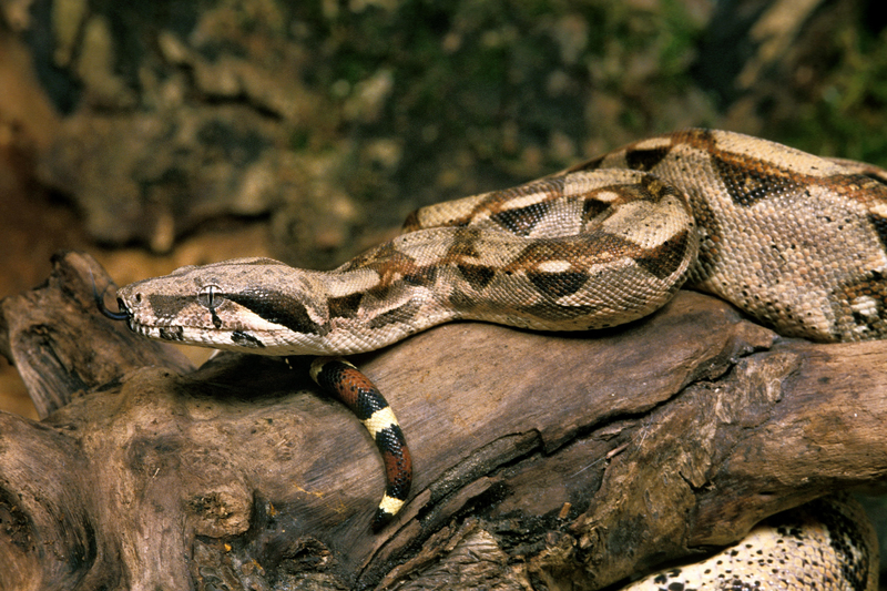 Khi áp suất tăng lên, trăn thở bằng cách đẩy xương sườn về phía sau. Tuy nhiên, khi áp suất ép về phía lưng, trăn thở bằng cách đẩy xương sườn lên bên trên.