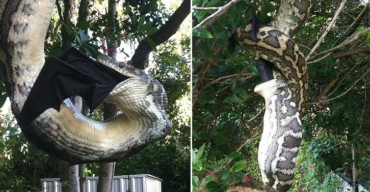 Chúng sẽ chịu áp lực trục, có nghĩa khả năng hít thở của chúng giảm đi khi chạy. Đó là lý do thằn lằn mệt rất nhanh nếu bị đuổi gấp.