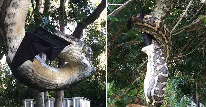 Chúng sẽ chịu áp lực trục, có nghĩa khả năng hít thở của chúng giảm đi khi chạy. Đó là lý do thằn lằn mệt rất nhanh nếu bị đuổi gấp.