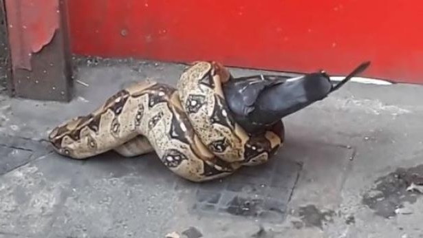 Một con trăn lớn có thể giết các động vật như thằn lằn, cầy mangut và thú có túi theo cách như vậy. Tuy nhiên, hành động đó sẽ kiềm chế hoạt động phổi của chính con trăn.