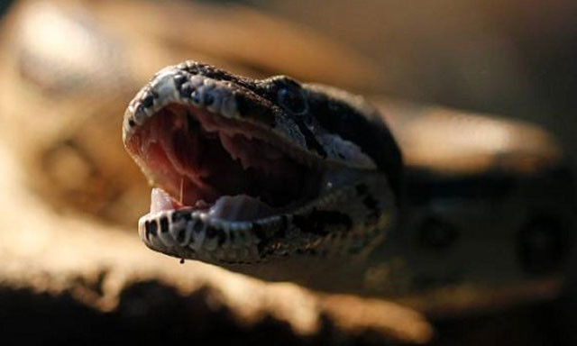 Hai máy đeo quanh hai xương sườn ở mỗi con trăn. Trăn có hai phổi nằm dọc chiều dài cơ thể chúng. Sau khi gắn máy đo, nhóm nghiên cứu tăng dần áp suất ở mỗi máy.