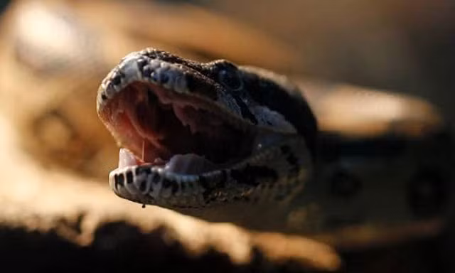 Hai máy đeo quanh hai xương sườn ở mỗi con trăn. Trăn có hai phổi nằm dọc chiều dài cơ thể chúng. Sau khi gắn máy đo, nhóm nghiên cứu tăng dần áp suất ở mỗi máy.