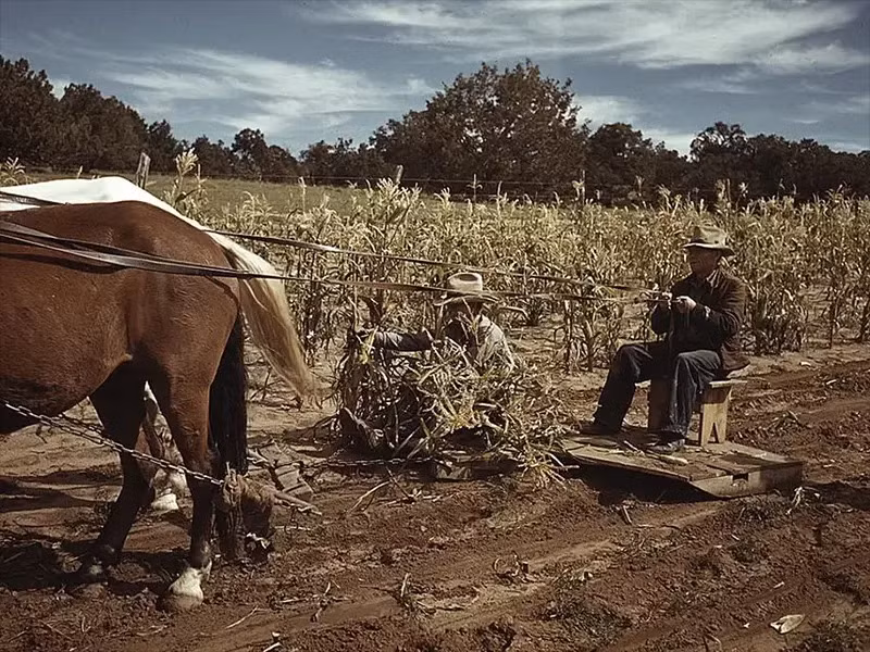 Thu hoạch ngô, Pie Town, New Mexico (tháng 10 /1940).