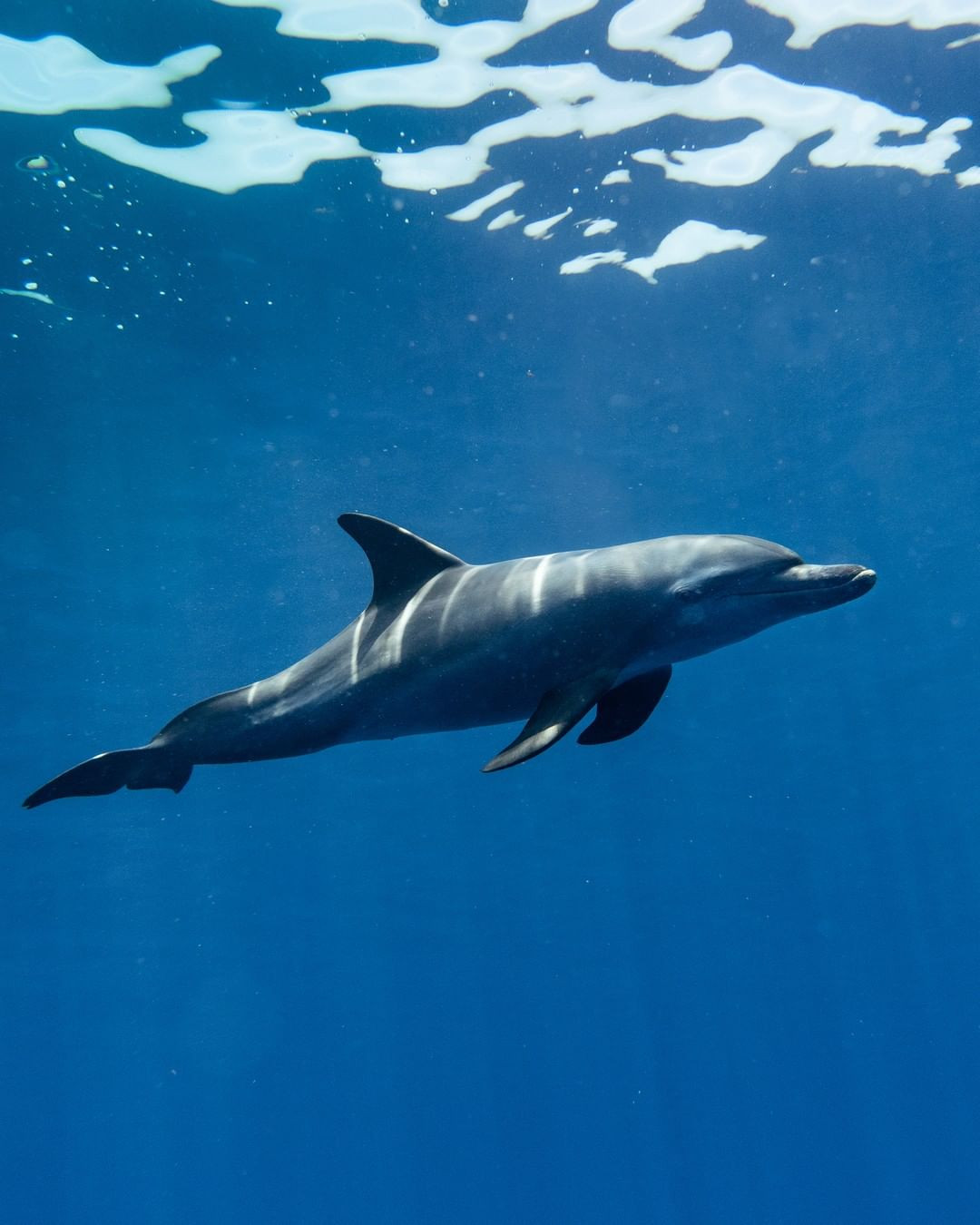 4. Cá heo có tập tính đỡ đẻ: Khi một cá heo cái chuyển dạ khó khăn, sẽ có một cá heo cái khác tìm cách kéo cá heo con ra. Trong lúc đó, cả đàn sẽ bơi xung quanh để bảo vệ cá heo mẹ đang đẻ.