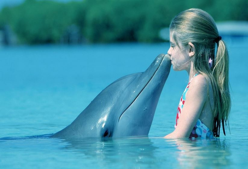 6. Cá heo tiến hóa từ một loài động vật trên cạn. Hàng triệu năm trước, tổ tiên của cá heo không bơi dưới nước như chúng ta biết ngày nay, mà là một loài động vật ăn thịt sống hoàn toàn trên đất liền.