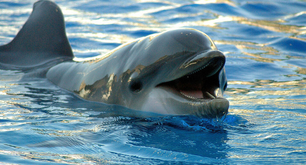 5. Cá heo có răng nhưng không sử dụng để nhai. Thay vào đó, chúng dùng răng để bắt con mồi và nuốt chửng.