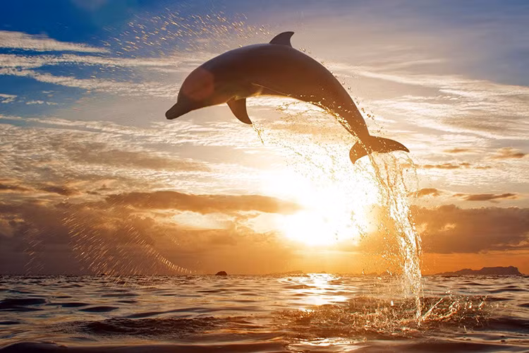 7. Cá heo gọi nhau bằng tên riêng. Cá heo có tên riêng và chúng sẽ đáp lời khi được gọi.