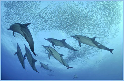 Ở khía cạnh nào đó, những con cá heo khá giống với con người bởi chúng thích đồng hành cùng một số con cá heo nhất định mà chúng đã "kết bạn" so với những con cá heo khác.