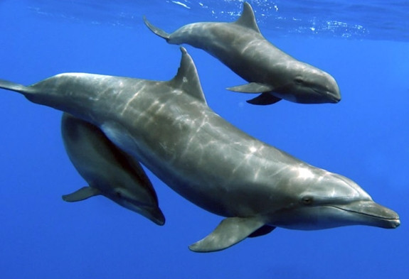 9. Cá heo có thể không ngủ trong nhiều tuần liền. Chúng sở hữu cơ chế ngủ vô cùng đặc biệt, có thể cho nửa bộ não của mình nghỉ ngơi tại một thời điểm nhất định khi nửa còn lại vẫn tỉnh táo – một quá trình gọi là “Unihemispheric sleep”.