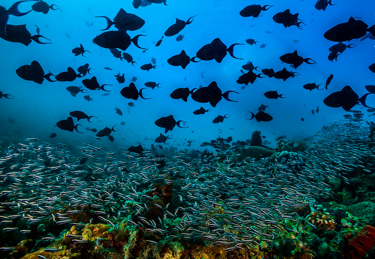 Một đàn cá Balistidae bơi phía trên "dòng chảy" cá Pholidichthys leucotaenia tại một rạn san hô ngoài khơi đảo Verde Passage, Philippines, tạo ra một hình ảnh ấn tượng về động vật trong năm 2022. Đây là một trong những rạn san hô có mức độ đa dạng sinh học cao nhất trên thế giới.