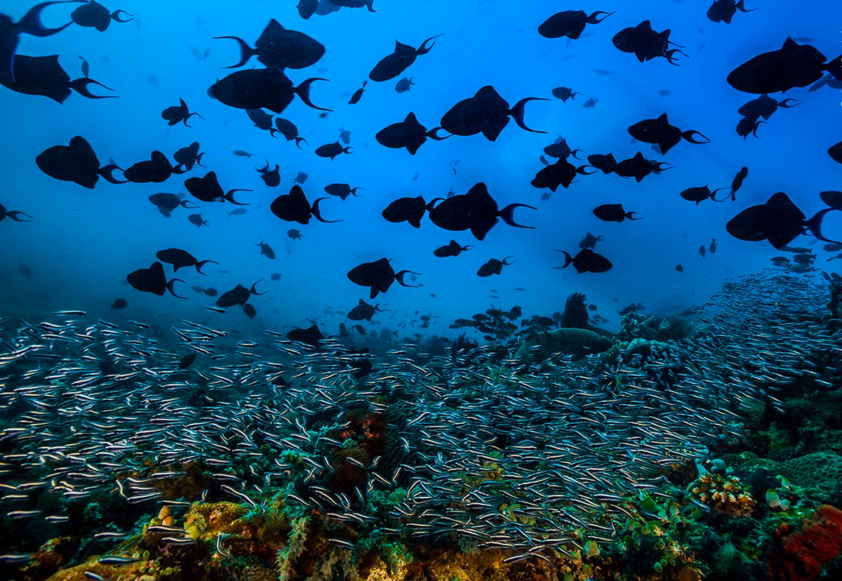 Một đàn cá Balistidae bơi phía trên "dòng chảy" cá Pholidichthys leucotaenia tại một rạn san hô ngoài khơi đảo Verde Passage, Philippines, tạo ra một hình ảnh ấn tượng về động vật trong năm 2022. Đây là một trong những rạn san hô có mức độ đa dạng sinh học cao nhất trên thế giới.