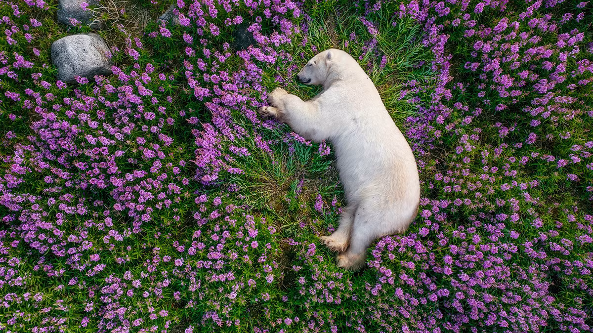 Gấu Bắc cực dành rất nhiều thời gian dưới nước, rất hiếm khi thấy chúng lên bờ nhưng khi băng và tuyết tan vào mùa hè, chúng có xu hướng hoạt động trong đất liền. Chú gấu Bắc cực này đang nằm ngủ giữa một thảm hoa Epilobium angustifolium ở tỉnh Manitoba, Canada, trông vô cùng dễ thương!!