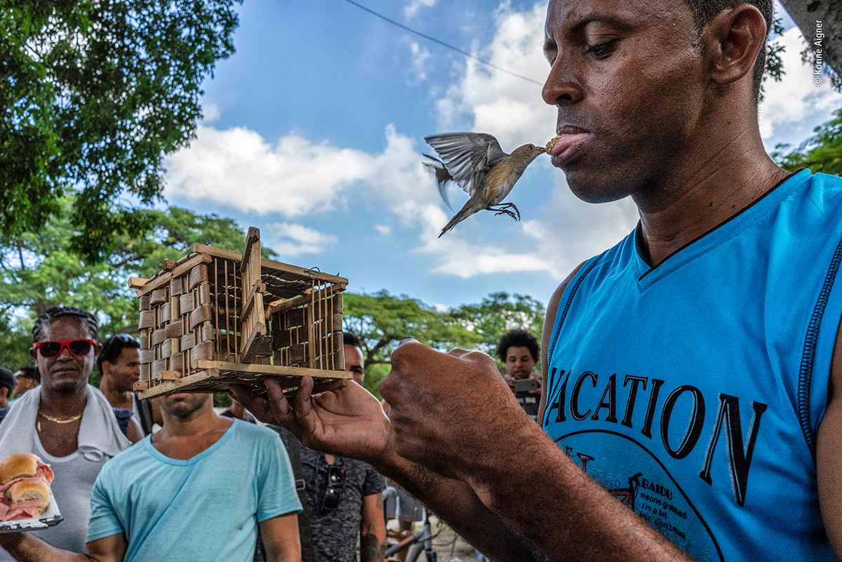 Hình ảnh nhiều người tụ tập tại thủ đô Havana của Cuba để xem và trao đổi, mua bán những chú chim. Bức ảnh chụp bởi Karine Aigner cho thấy một chú chim nhỏ bay ra khỏi lồng và ăn hạt từ lưỡi của người điều khiển.