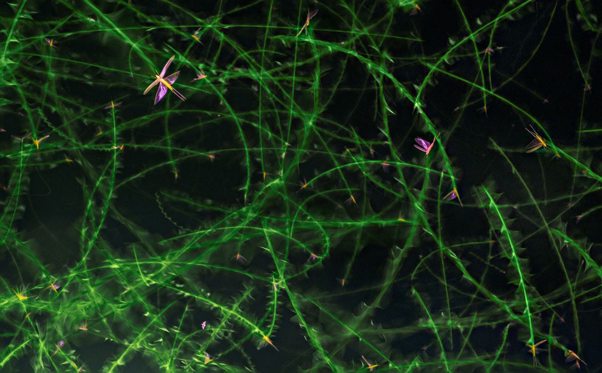 Trong bức ảnh tuyệt đẹp này, nhiếp ảnh gia Jasper Doest đã sử dụng tốc độ màn trập chậm để ghi lại các kiểu dáng bay của loài dế bụi đầu nón.