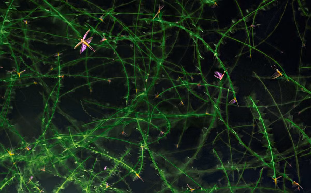 Trong bức ảnh tuyệt đẹp này, nhiếp ảnh gia Jasper Doest đã sử dụng tốc độ màn trập chậm để ghi lại các kiểu dáng bay của loài dế bụi đầu nón.