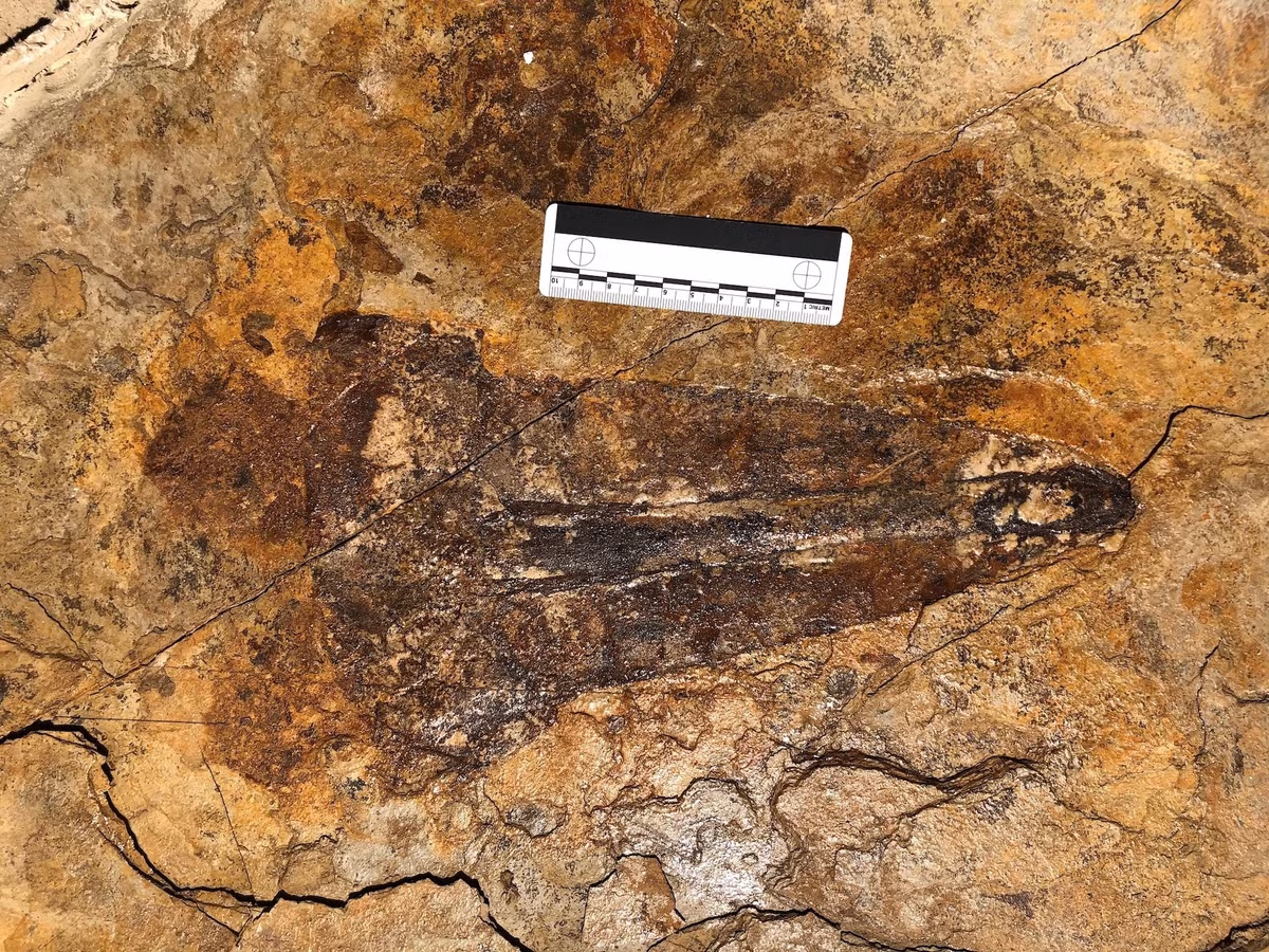 Sinh vật cổ đại này dài tới 1,1 m và có lẽ sống ở phần cửa sông chịu ảnh hưởng của biển, được nuôi dưỡng bởi một vùng châu thổ sông. Chế độ ăn uống của nó có thể bao gồm động vật giáp xác nhỏ, ostracodes, conchostracans, ấu trùng động vật không xương sống.