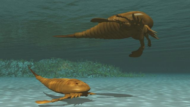 Hibbertopterus lamsdelli thuộc họ Hibbertopteridae, một nhóm động vật chân đốt sống dưới nước đã tuyệt chủng trong Bộ Eurypterida (Bọ cạp biển).