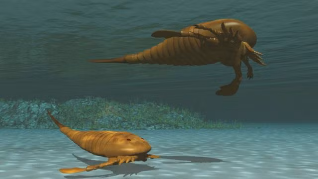 Hibbertopterus lamsdelli thuộc họ Hibbertopteridae, một nhóm động vật chân đốt sống dưới nước đã tuyệt chủng trong Bộ Eurypterida (Bọ cạp biển).