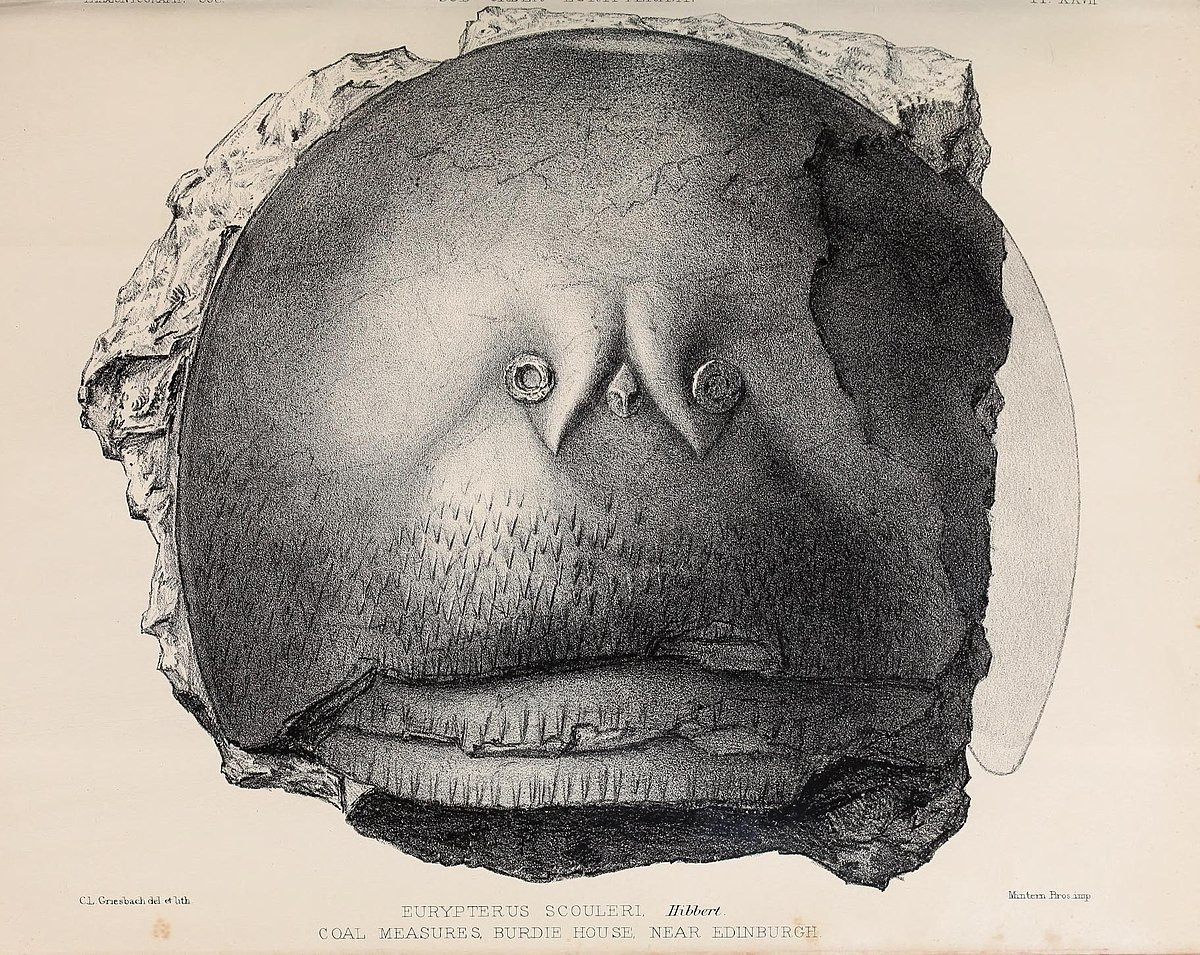 “Hóa thạch này có khả năng đại diện cho một sự lột xác (exuvium) được vận chuyển trong một khoảng cách ngắn”, tiến sĩ Braddy chia sẻ.