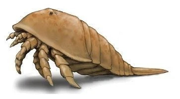 Từ hóa thạch, các nhóm khoa học đã phục dựng lại hình ảnh về một con bọ cạp biển có hình dáng khác biệt nhiều so với những gì chúng ta gọi là "bọ cạp" ngày nay, với phần thân nhiều khoang, cái đầu mang một chiếc mai như tấm khiên lớn và nhiều chân mọc từ vùng đầu, tua tủa gai nhọn.